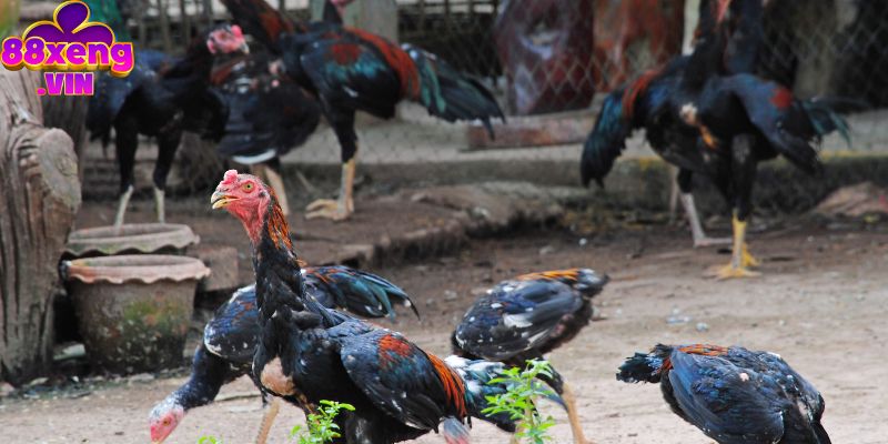 Cách chấp tiền gà chọi an toàn bạn nên biết