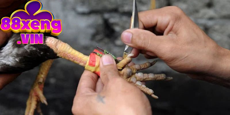 Tổng quan về hình thức đấu gà cựa dao